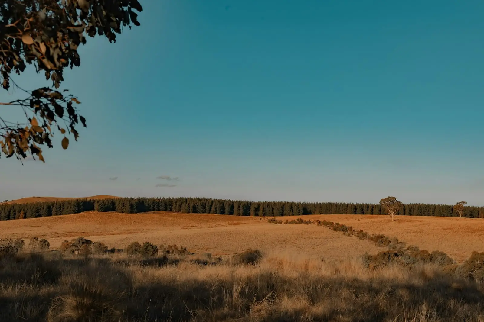 Open grassy field with scattered trees in the distance near Canberra