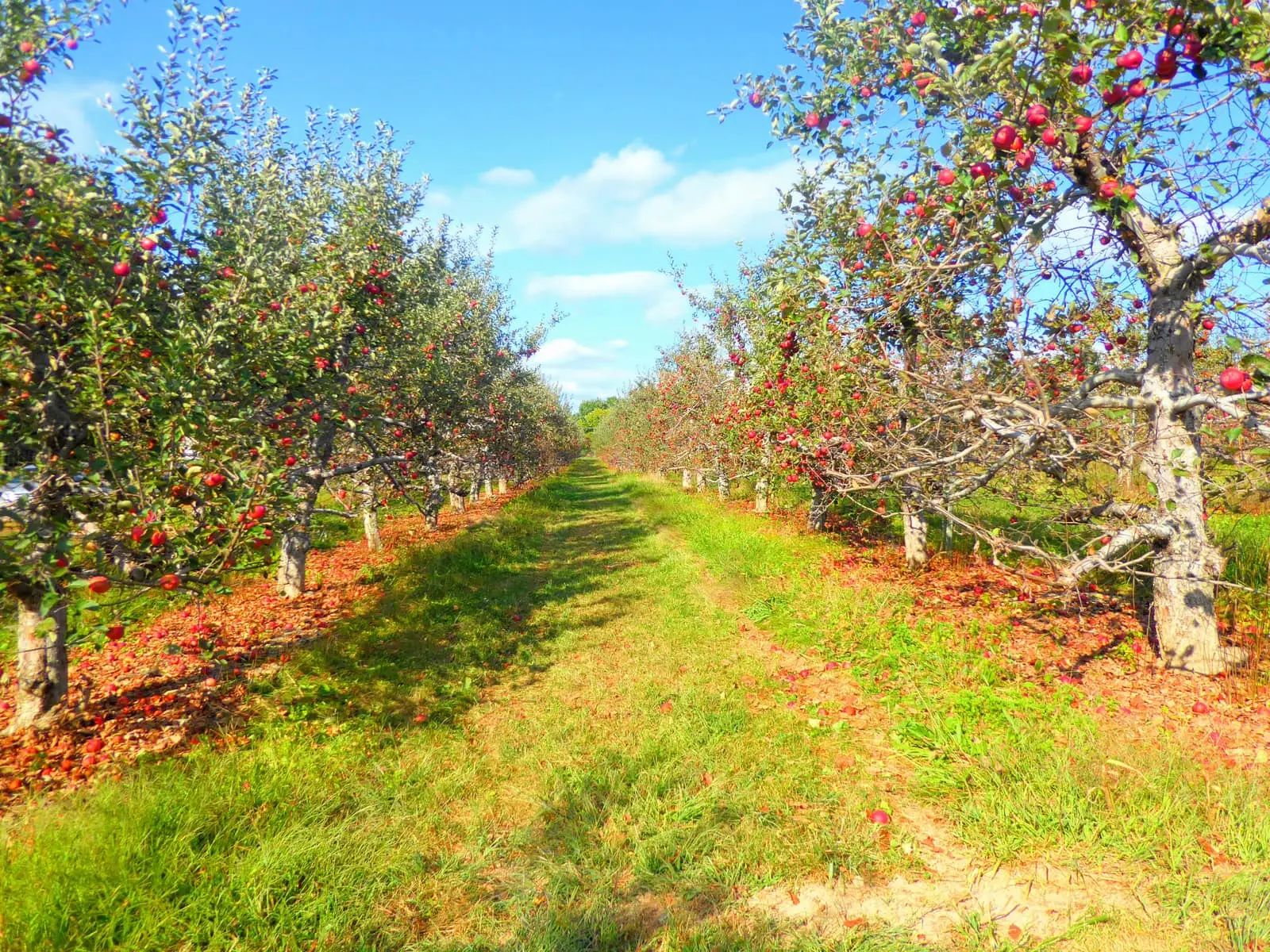Apple orchard with rows of trees stretching into the background