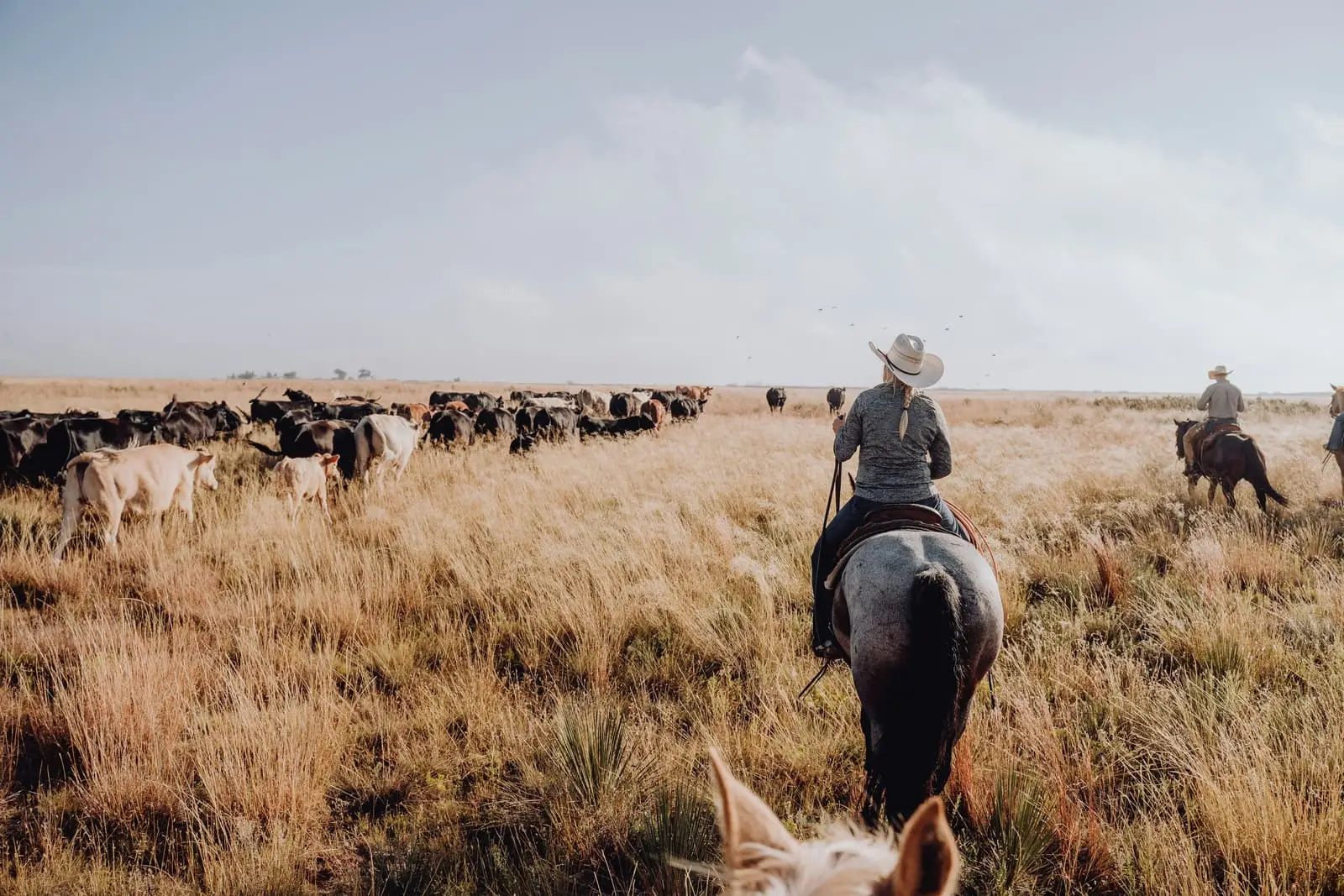 Group of riders on horses herding cattle across an open field
