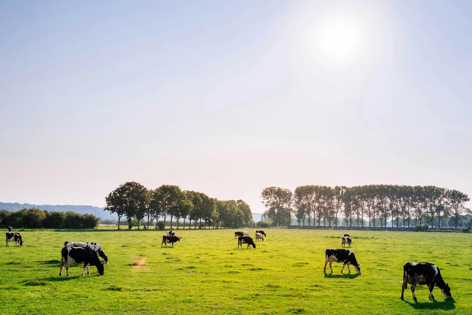 Herd of dairy cattle standing on a grassy field