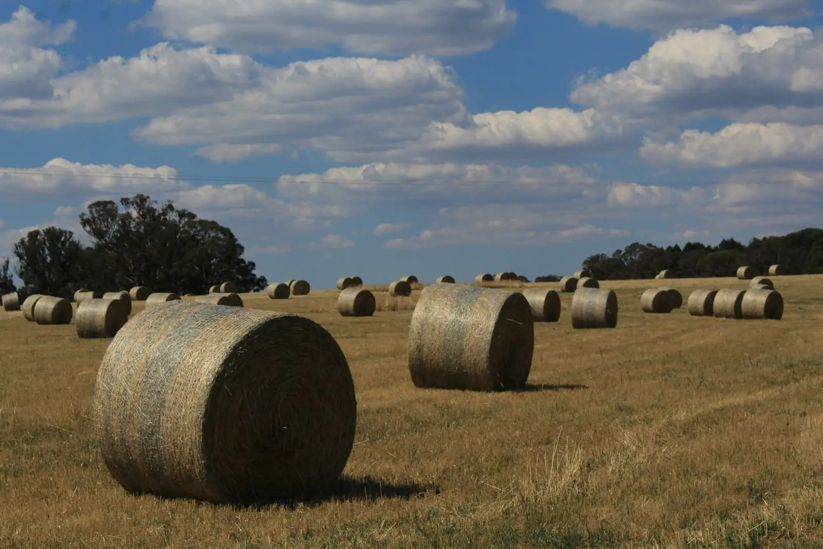 Round hay bales scattered across a dry paddock under clouds