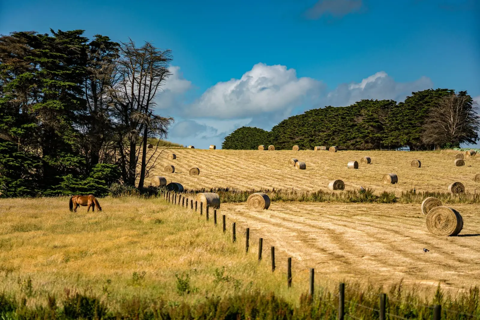Brown horses grazing on a green paddock under a blue sky
