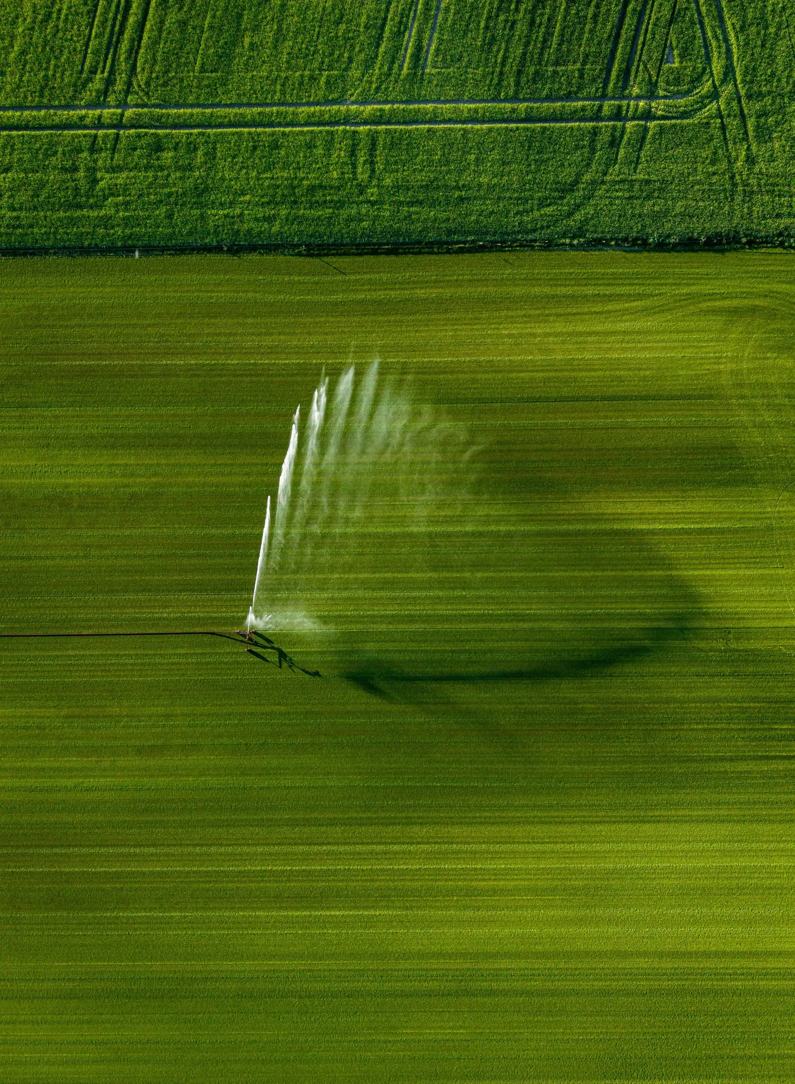 Irrigation system watering a vibrant green crop field, seen from above
