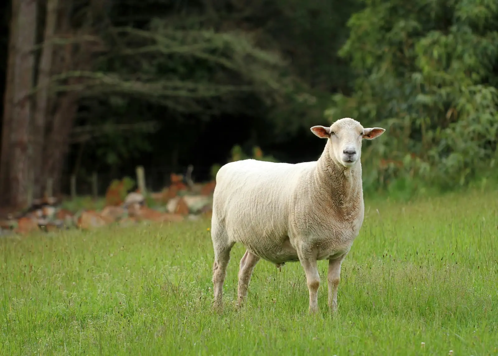 White sheep grazing on a green grass field