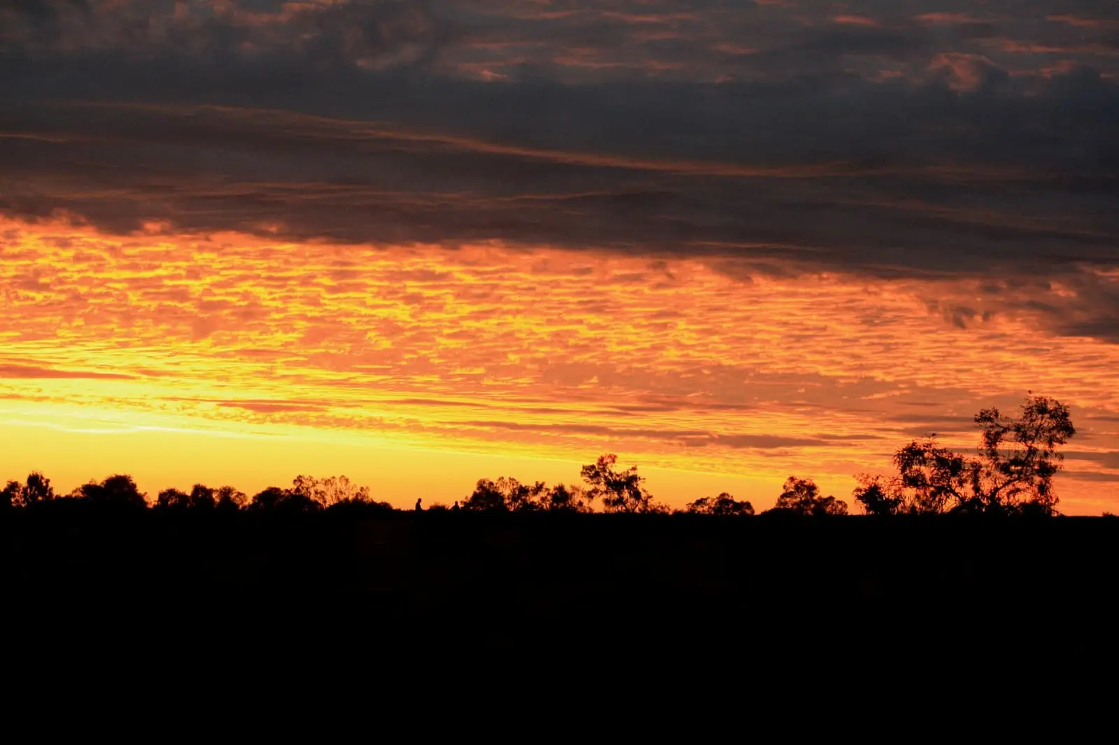 Silhouetted trees at sunset near Uluru in the Northern Territory