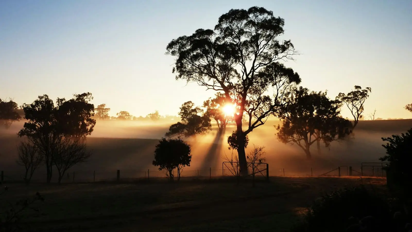 Silhouetted trees against a glowing sky over New South Wales countryside