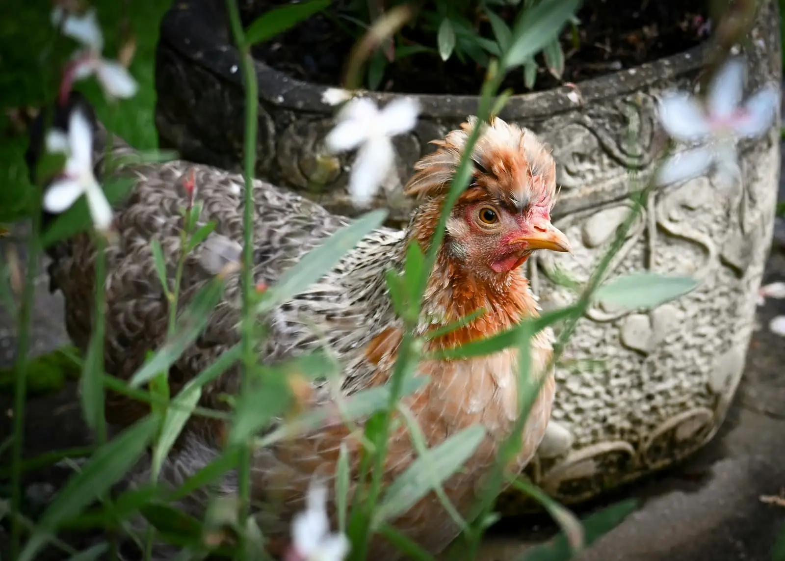 Close up of a chicken standing near flowers on a farm