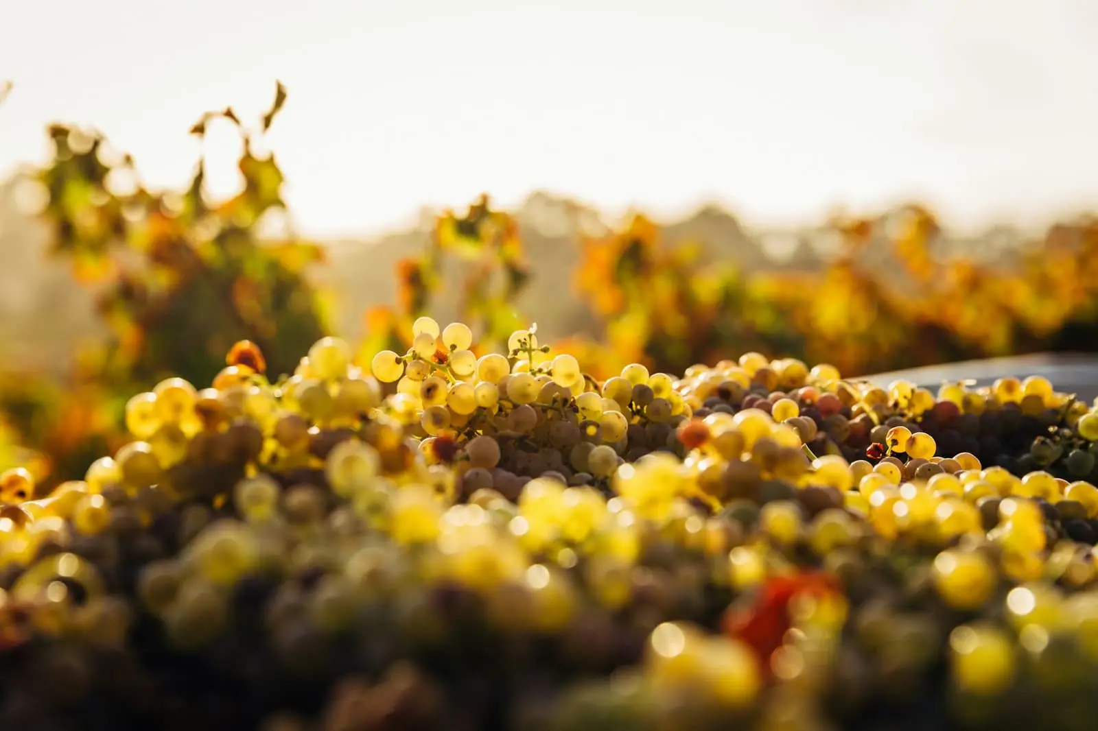 Clusters of white grapes on the vine in a Barossa Valley vineyard at golden hour