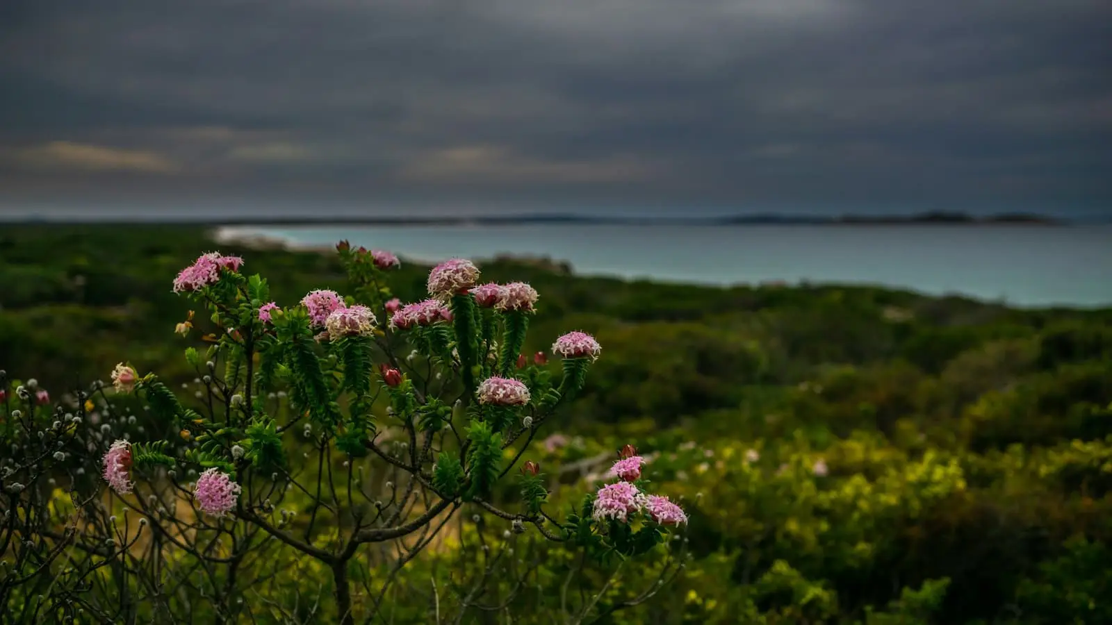 Purple wildflowers close up in Western Australia (no road or wheatbelt)